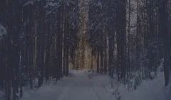 Winter background