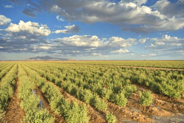 Bridgestone's 281-acre guayule farm in Eloy, Arizona. PMCtire.png